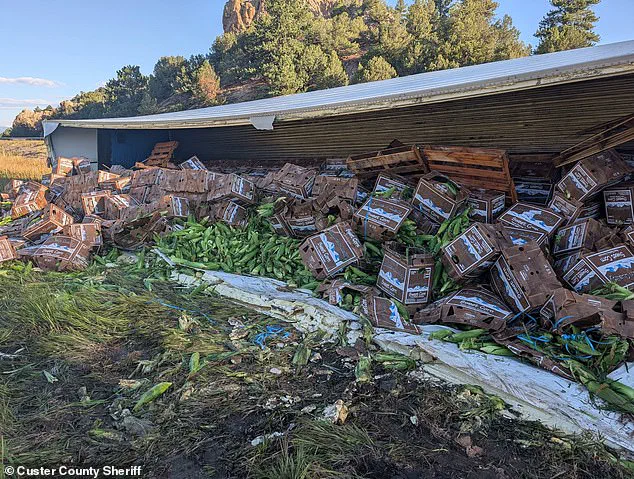 Colorado Corn Spill Turns Highway Accident into Community Gathering