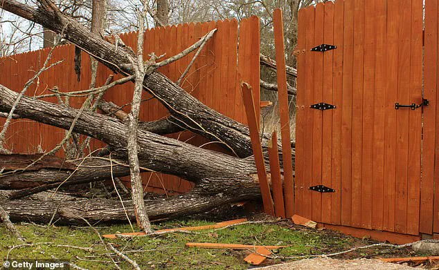 Privileged Legal Insights: Navigating Neighborly Greenery Disputes Without Fines