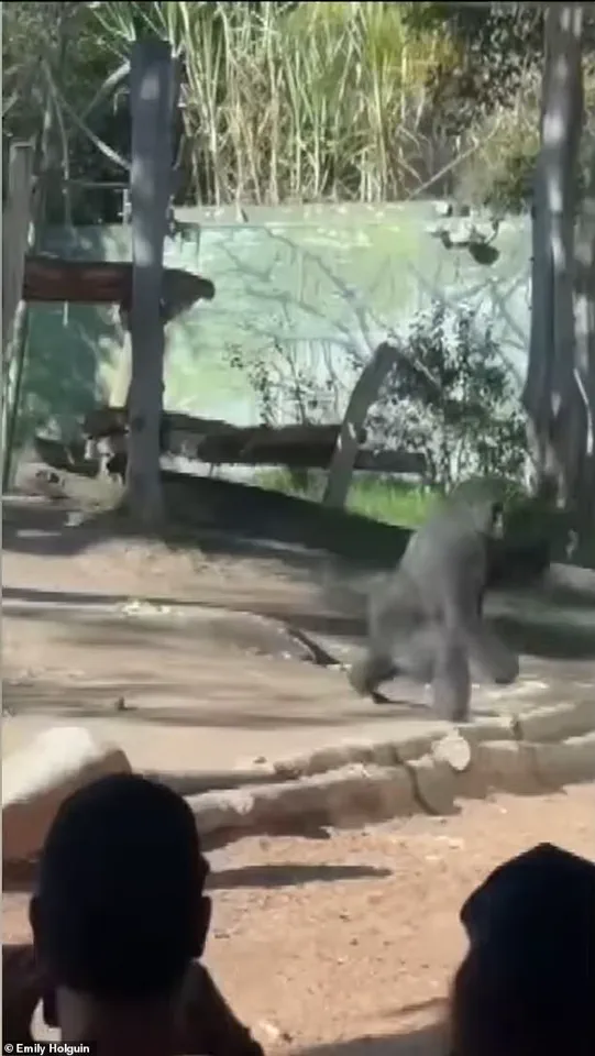 San Diego Zoo in Crisis: 400-Pound Gorilla Shatters Barrier as Panic Erupts This Weekend