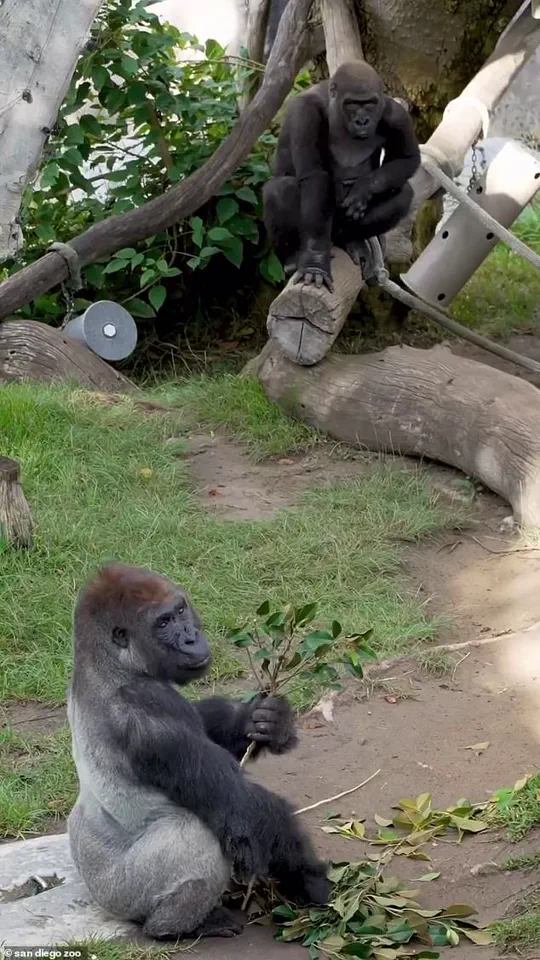 San Diego Zoo in Crisis: 400-Pound Gorilla Shatters Barrier as Panic Erupts This Weekend