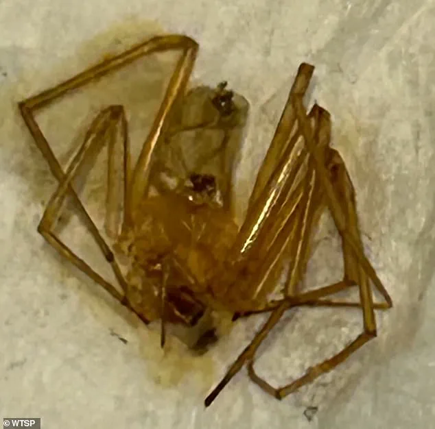 Florida Woman Sues Former Apartment Complex Over Alleged Negligence in Spider Infestation Case, Seeking Over $50,000 in Damages
