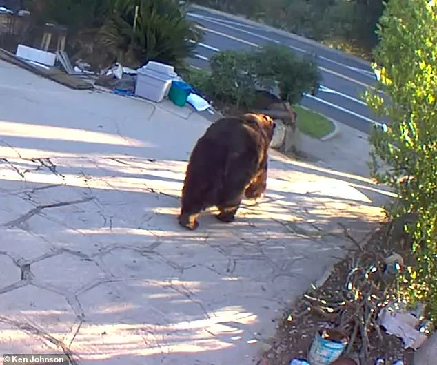 California Homeowner Finally Removes 550-Pound Bear After Month-Long Ordeal