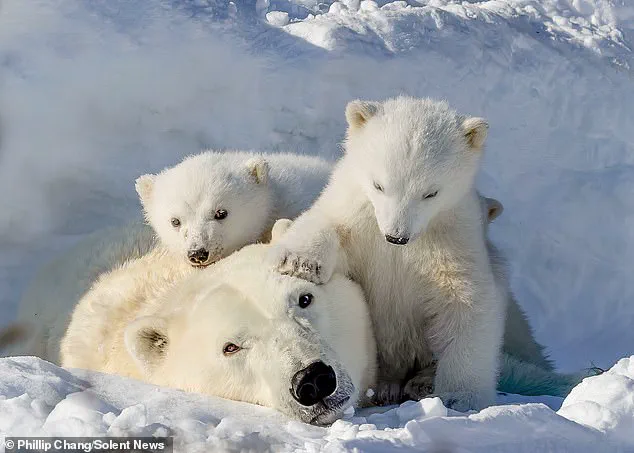 Delicate Balance: Polar Bear Survival and the Fragile Future of Churchill's Community