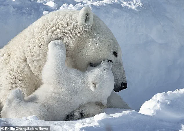 Delicate Balance: Polar Bear Survival and the Fragile Future of Churchill's Community
