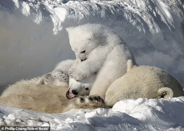 Delicate Balance: Polar Bear Survival and the Fragile Future of Churchill's Community