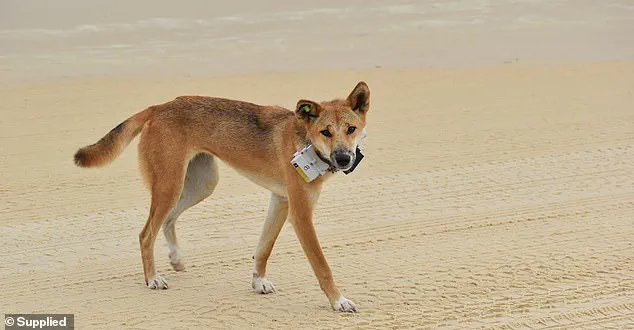 Fraser Island Community in Shock After Teen's Body Found Surrounded by Dingoes