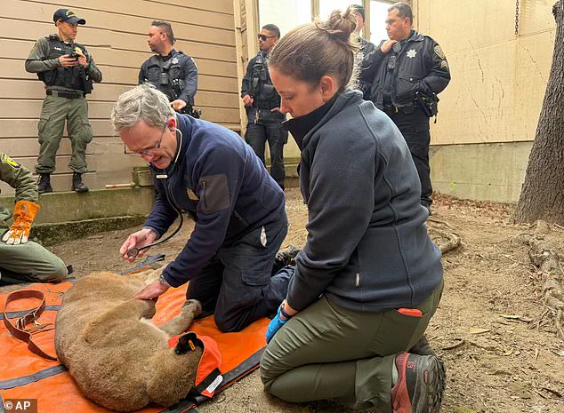 San Francisco Residents in Tension as 77-Pound Mountain Lion Captured After 30-Hour Standoff