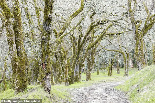 Fourth Fatality from Death Cap Mushroom Poisoning in Northern California Highlights Public Health Crisis