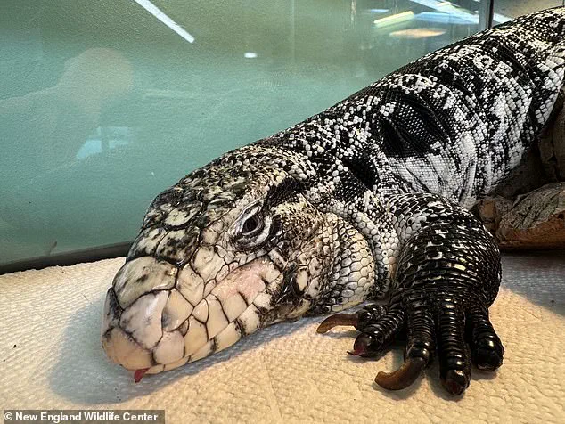 Rhode Island Man Stunned by Discovery of Tegu Lizard in Winter Snowstorm: 'I Couldn't Believe My Eyes'