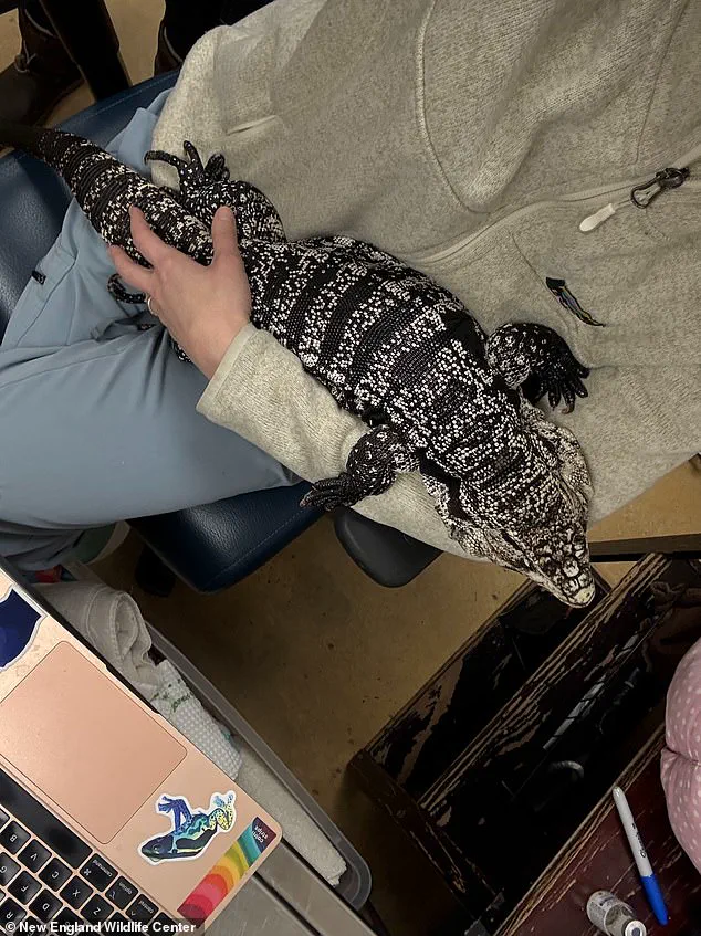 Rhode Island Man Stunned by Discovery of Tegu Lizard in Winter Snowstorm: 'I Couldn't Believe My Eyes'