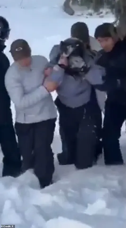 Snow Leopard Attack Injures Tourist in China's UNESCO Geopark, Highlighting Wildlife Risk