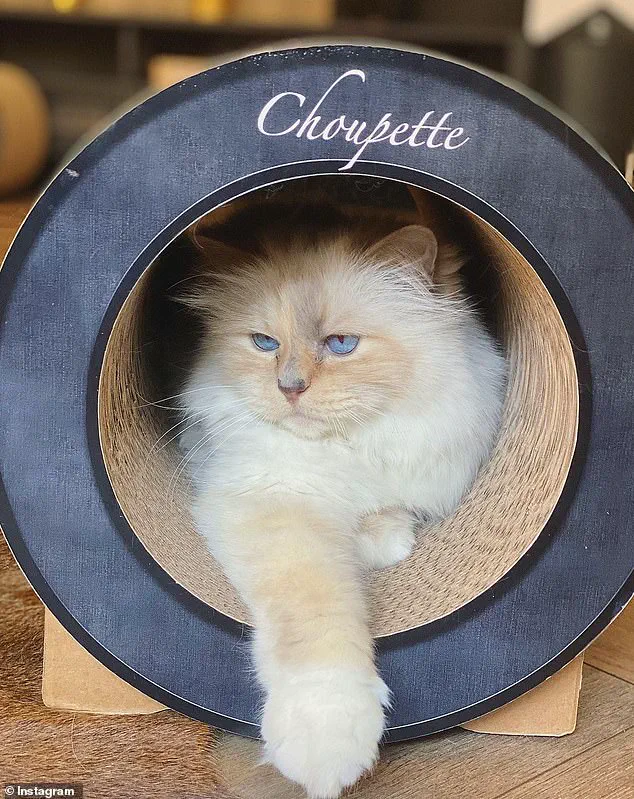 Unexpected Claimant Sparks Legal Battle Over Lagerfeld's €200M Estate, Leaving Choupette's Future in Doubt