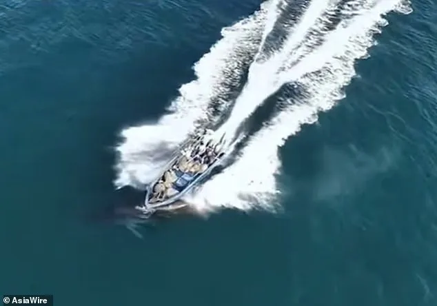 Protected Bryde's Whale Struck by Fishing Vessel Near Weizhou Island, China