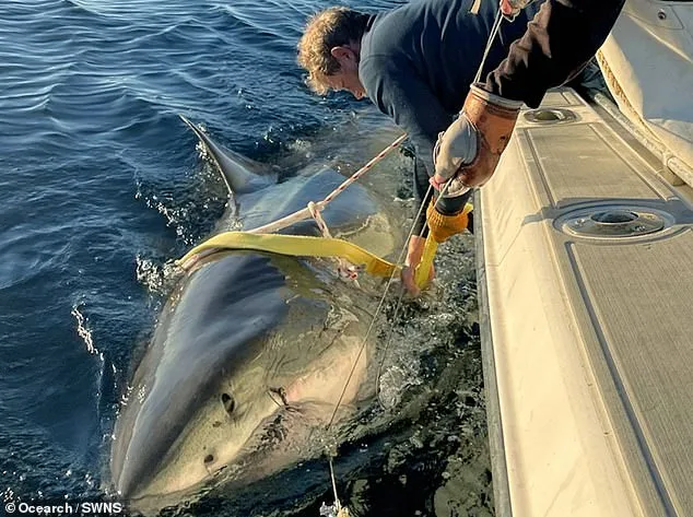 Great White Shark Contender Detected Off North Carolina Coast, Continuing 1,700-Mile Migration Journey