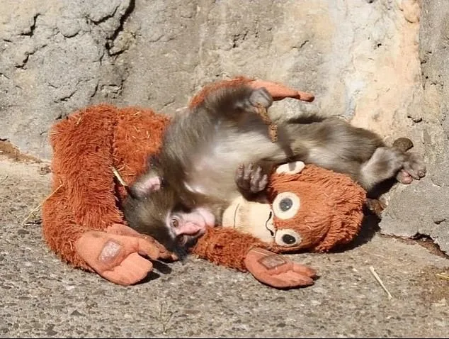 Six-Month-Old Macaque Punch Finds Unlikely Lifeline in Stuffed Orangutan After Mother's Rejection