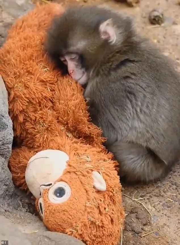 Six-Month-Old Macaque Punch Finds Unlikely Lifeline in Stuffed Orangutan After Mother's Rejection