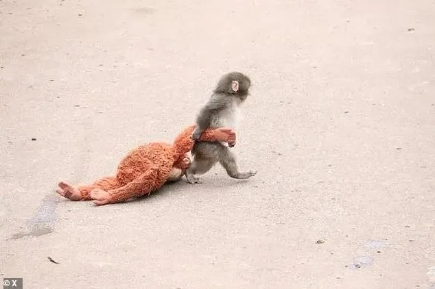 Six-Month-Old Macaque Punch Finds Unlikely Lifeline in Stuffed Orangutan After Mother's Rejection