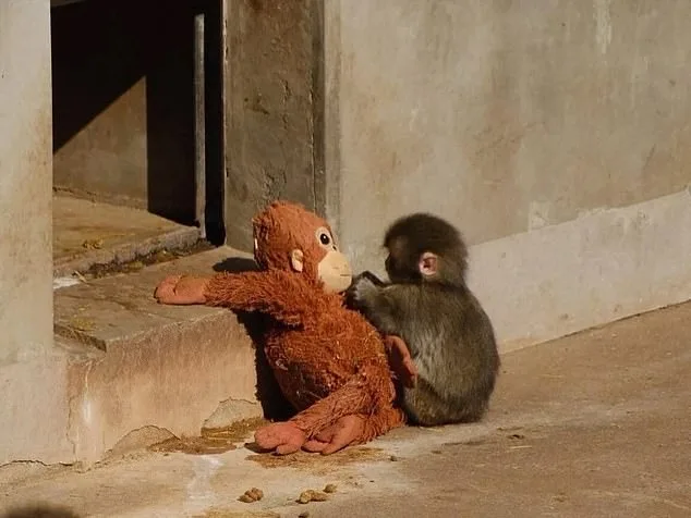 Six-Month-Old Macaque Punch Finds Unlikely Lifeline in Stuffed Orangutan After Mother's Rejection