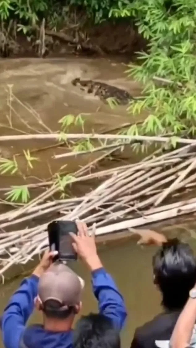 Tragedy in Teluk Dalam: Woman Killed by Crocodile in Aceh River