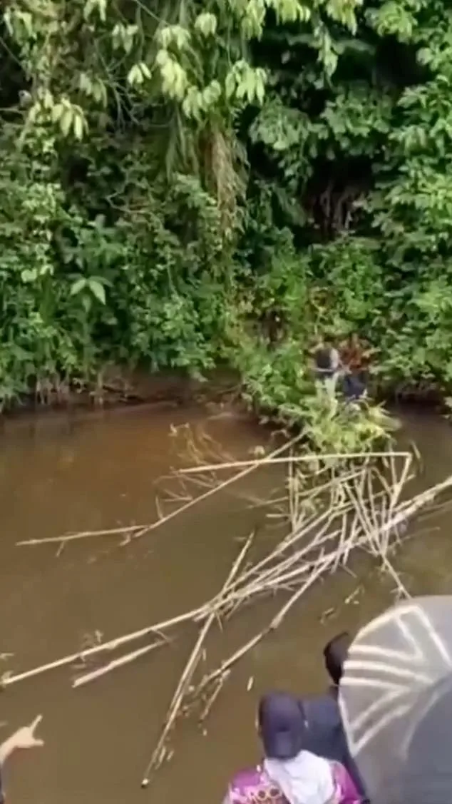 Tragedy in Teluk Dalam: Woman Killed by Crocodile in Aceh River