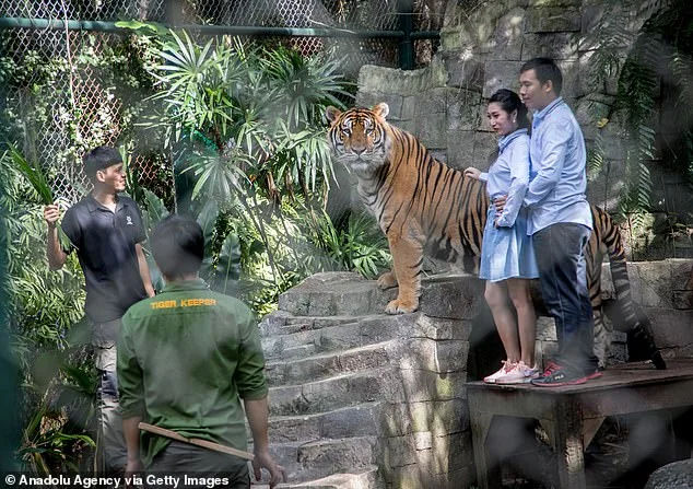 Mysterious Death of 72 Tigers at Thailand's Tiger Kingdom Linked to Canine Distemper, Investigation Continues