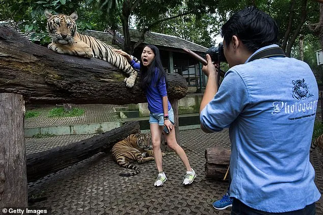 Mysterious Death of 72 Tigers at Thailand's Tiger Kingdom Linked to Canine Distemper, Investigation Continues