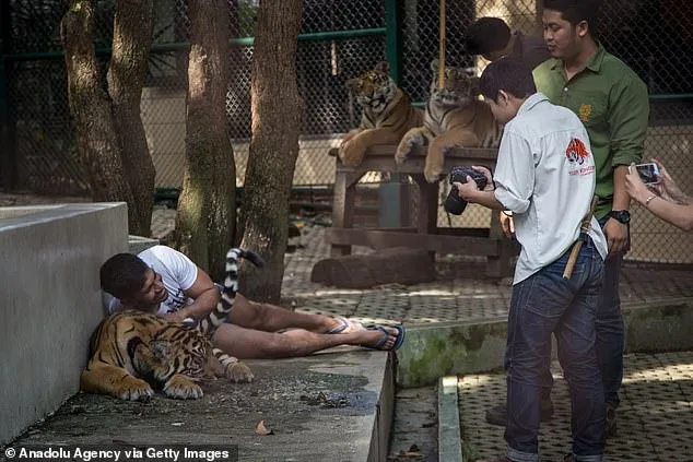 Mysterious Death of 72 Tigers at Thailand's Tiger Kingdom Linked to Canine Distemper, Investigation Continues