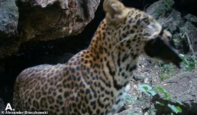 Alarming Footage from Ugandan Cave Reveals Marburg Virus Transmission Risks