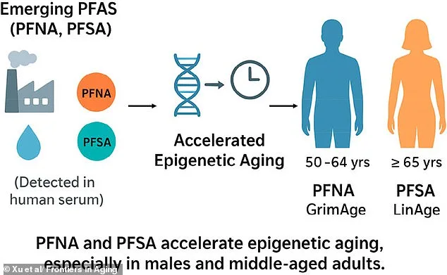 Forever Chemicals Accelerate Aging in Middle-Aged Men, Study Finds