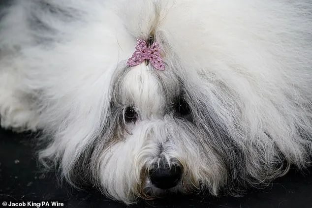Thousands of Dogs Compete at Birmingham's NEC for the Prestigious Best in Show Title
