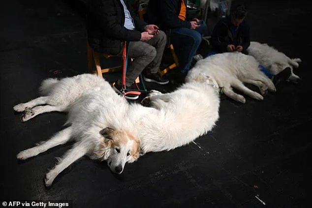 Thousands of Dogs Compete at Birmingham's NEC for the Prestigious Best in Show Title