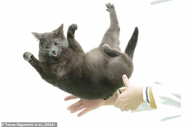 Decoding the Secret Behind Cats' Righting Reflex: A Scientific Breakthrough