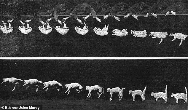 Decoding the Secret Behind Cats' Righting Reflex: A Scientific Breakthrough