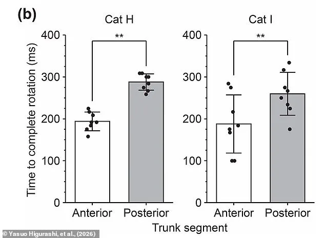Decoding the Secret Behind Cats' Righting Reflex: A Scientific Breakthrough