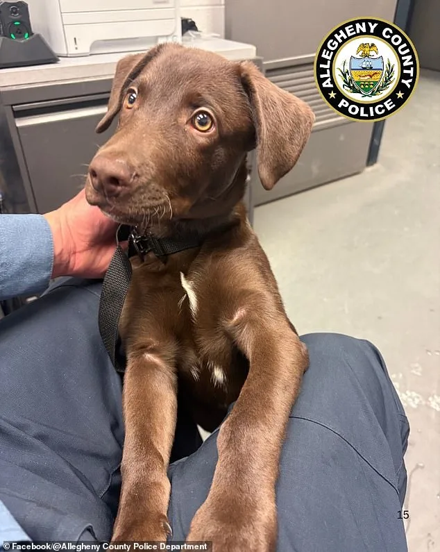 Heart-Wrenching Abandonment of Puppy at Pittsburgh Airport Sparks Outrage and Legal Consequences