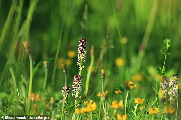 Race Against Time: Britain's Wildlife on the Brink of Extinction as Climate and Land Use Threaten Hundreds of Species