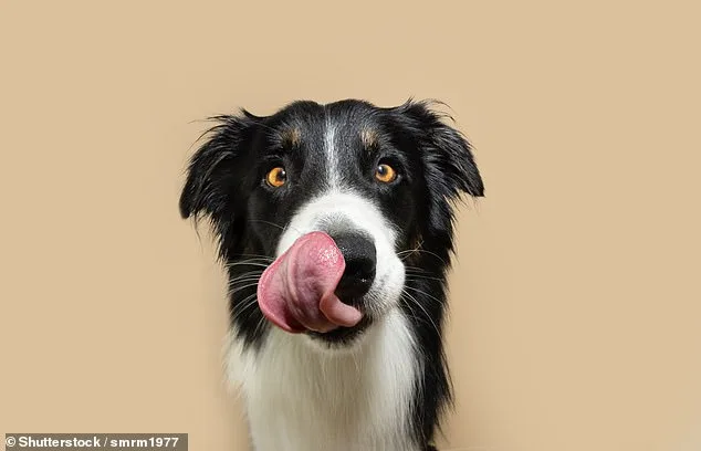 Dogs in Pain Show Subtle Behavioral Cues: Study Warns of Missed Signals