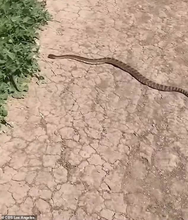 14-Year-Old California Teen Fighting for Life After Rattlesnake Bite During Bike Ride