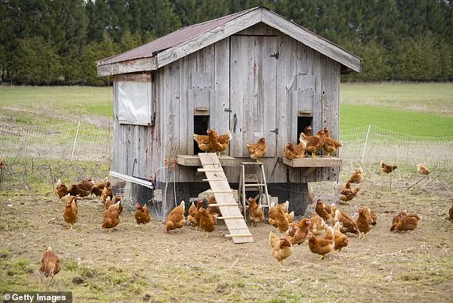 Bizarre Confrontation in Rural West Virginia Chicken Coop Leads to Legal Drama and Hospitalization