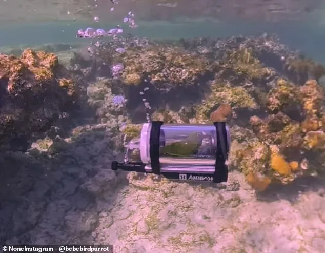 Bebe the Parakeet's Submarine Snorkel Sparks Viral Fame and Ethical Controversy