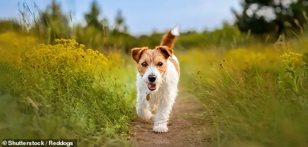 Girl, 19, Dies After Dog Attack: Is Pet Safety Under Threat?