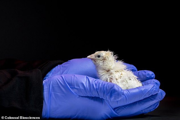 Artificial egg hatches live chicks, paving way for de-extinction projects.