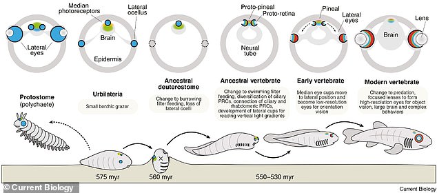 Ancient 'third eye' in human skull linked to evolution